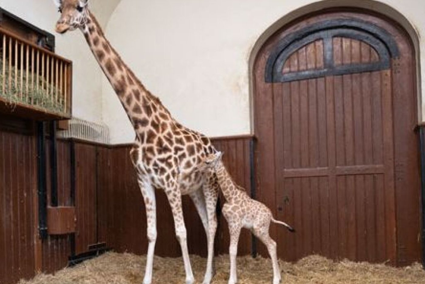 Le "petit" Vizuri se porte bien pèse 83 kg. L'espace intérieur des girafes est partiellement fermé au public pour offrir un peu de calme à la mère Sophie et à son girafon. Zoo de Bâle