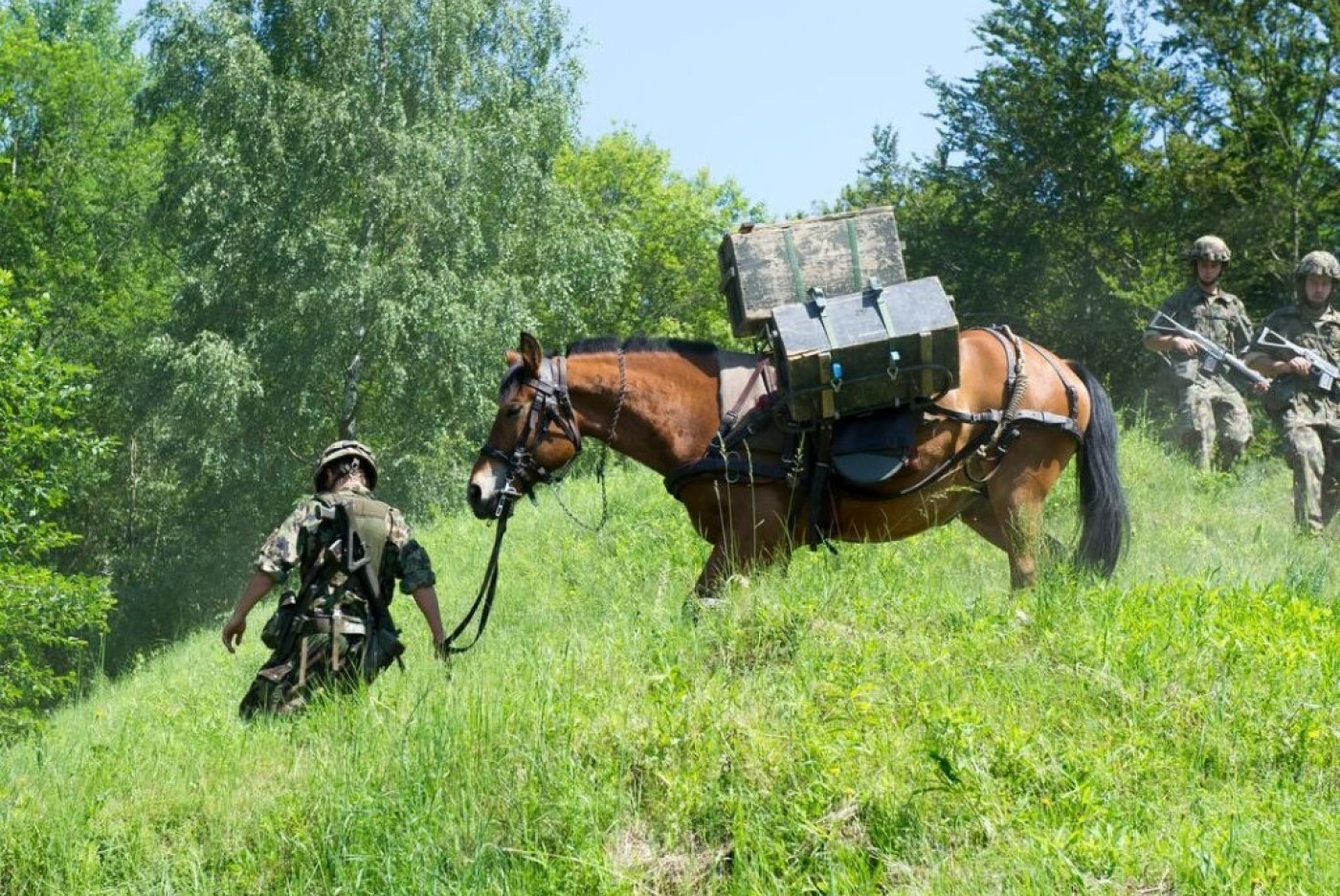 L'armée suisse utilise toujours 300 chevaux. Une exposition à Berne retrace cette longue histoire. KEYSTONE