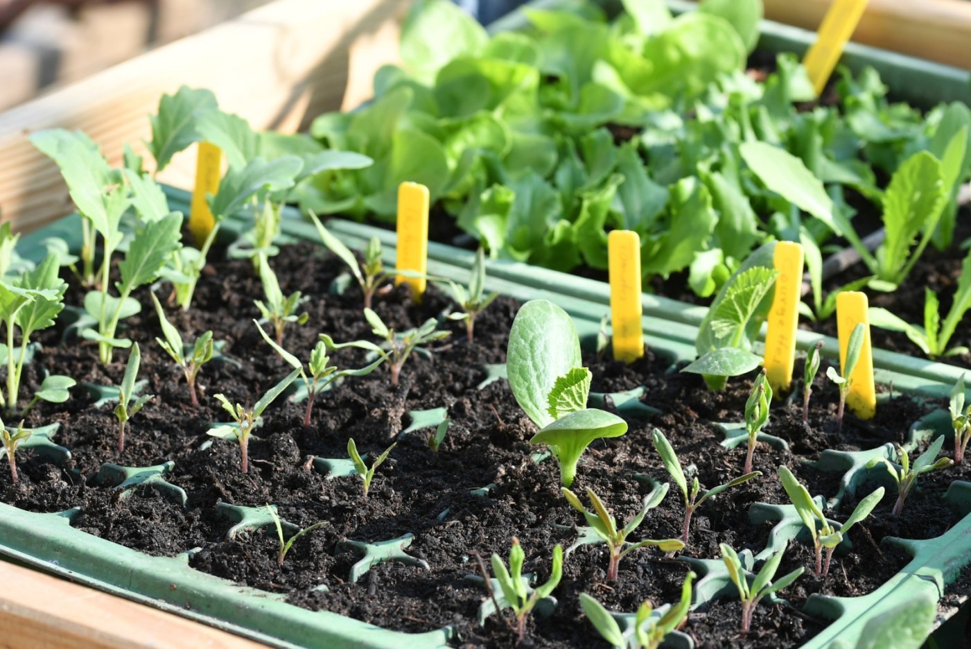 Légumes, fleurs et herbes aromatiques seront sur les étals du marché de Delémont samedi.