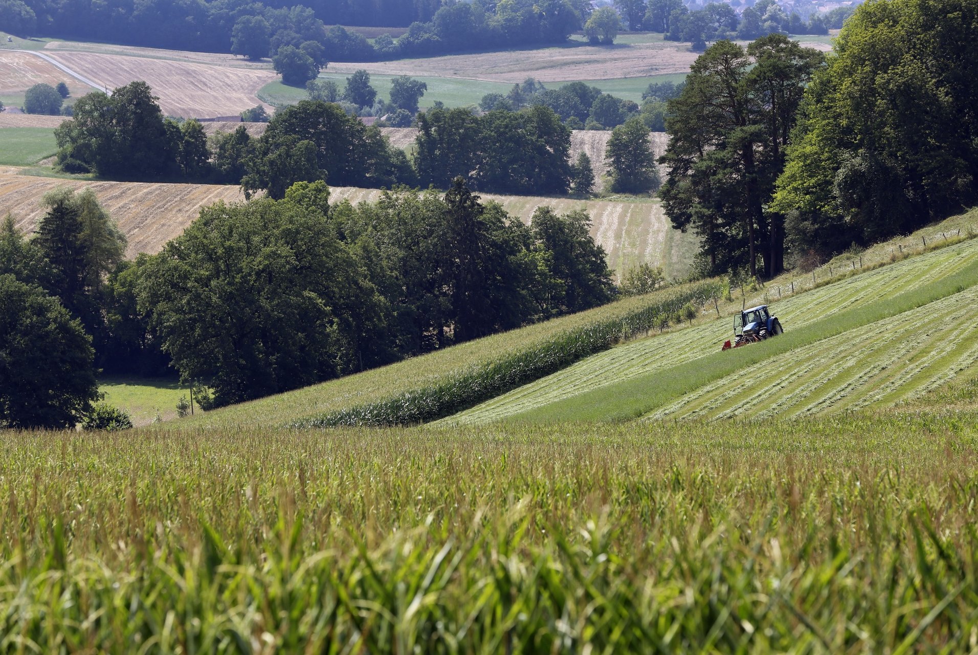Agriculture, météo, été, sécheresse. Tracteur ramassant de l'herbe au milieu de champs de maïs, Châtillon 26 juillet 2018. (Roger Meier)