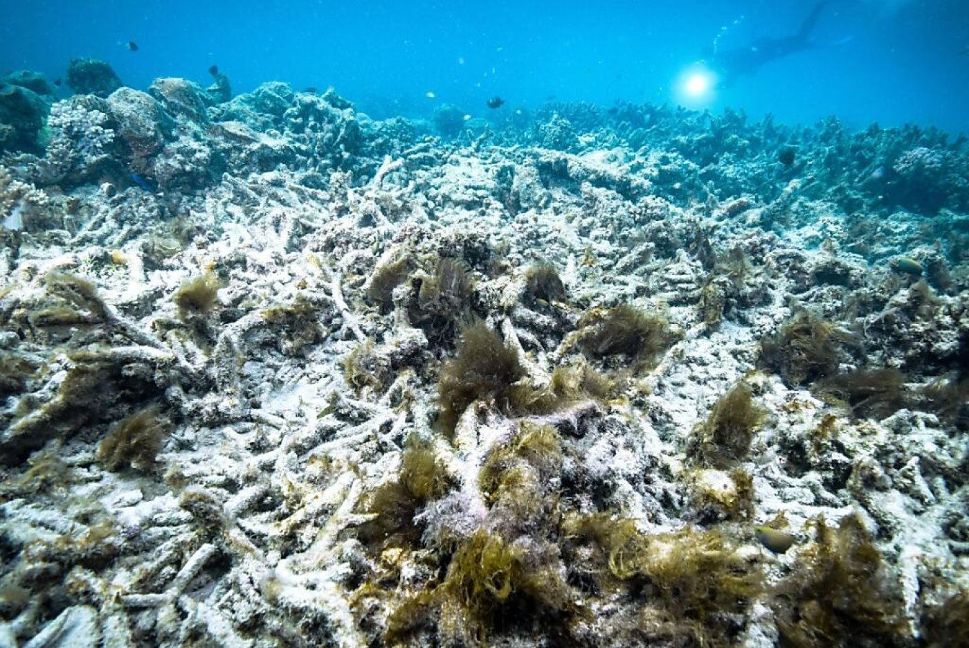 Le blanchiment du corail est provoqué par une hausse de la température de l'eau qui entraîne l'expulsion des algues symbiotiques lui donnant sa couleur vive (archives). KEYSTONE