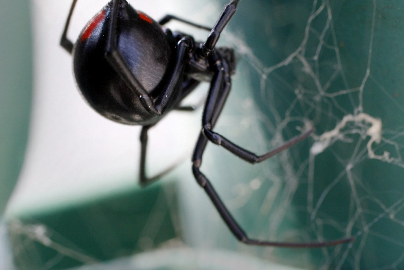Plus de 1000 araignées ont été découvertes, avant tout des veuves noires (Photo d'illustration). KEYSTONE