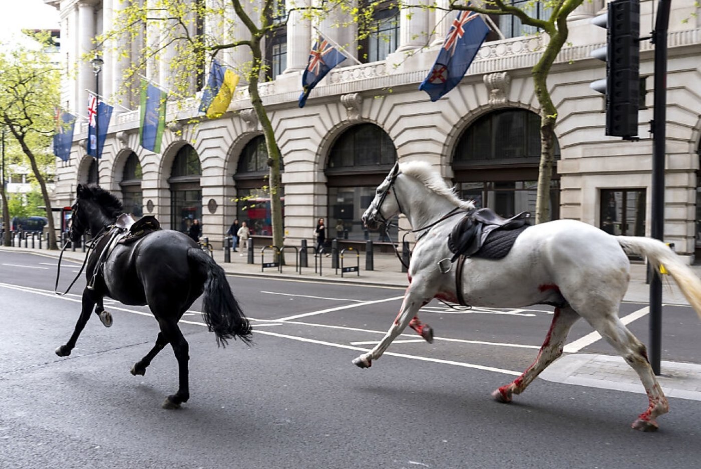 Des images partagées sur les réseaux sociaux montrent deux animaux, l'un blanc et couvert de sang et l'autre noir, galoper sur une avenue de Londres. KEYSTONE