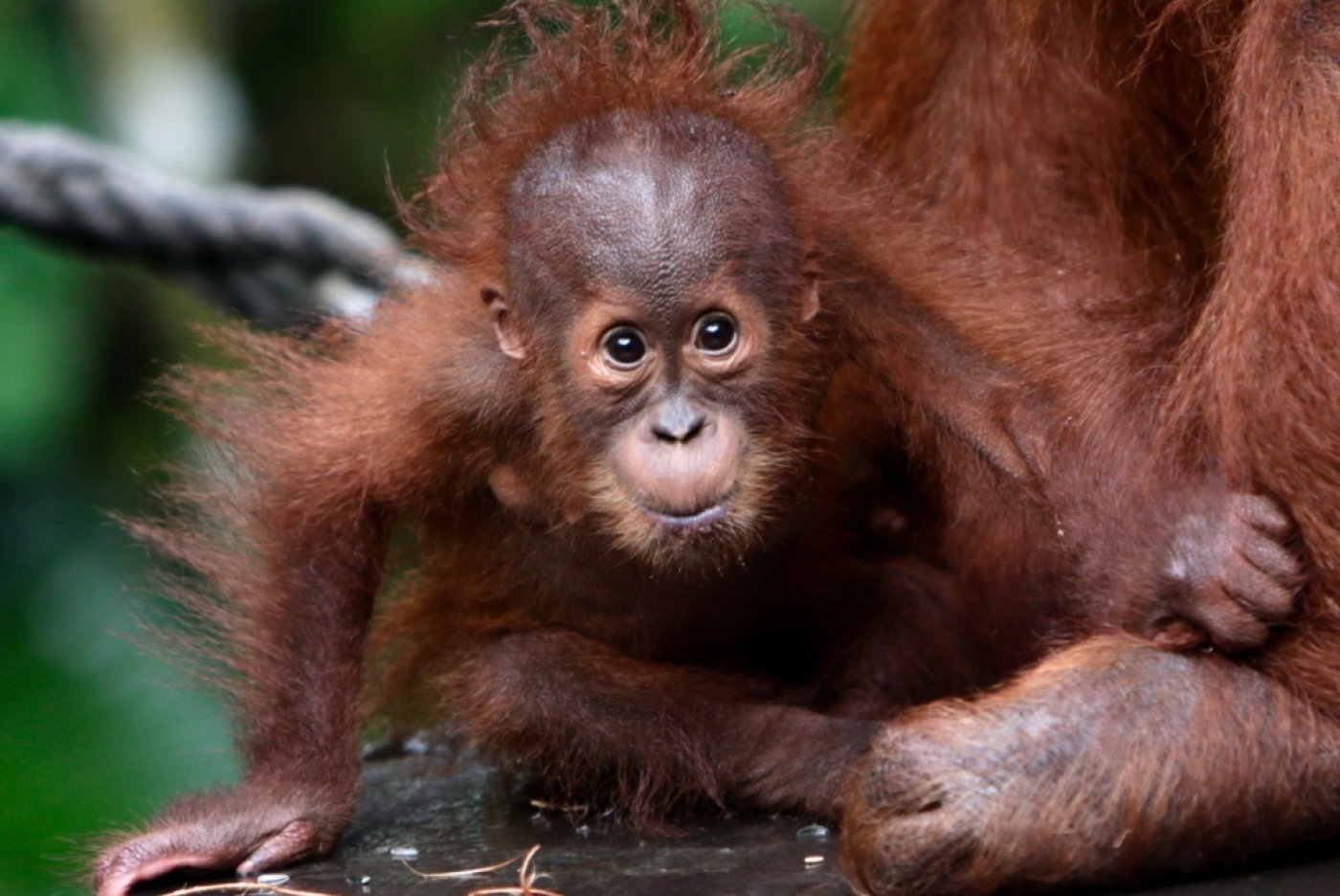 En offrant des orangs-outangs aux nations faisant commerce de l'huile de palme, la Malaisie entend montrer qu'"elle est toujours engagée dans la préservation de la biodiversité" (archives). KEYSTONE