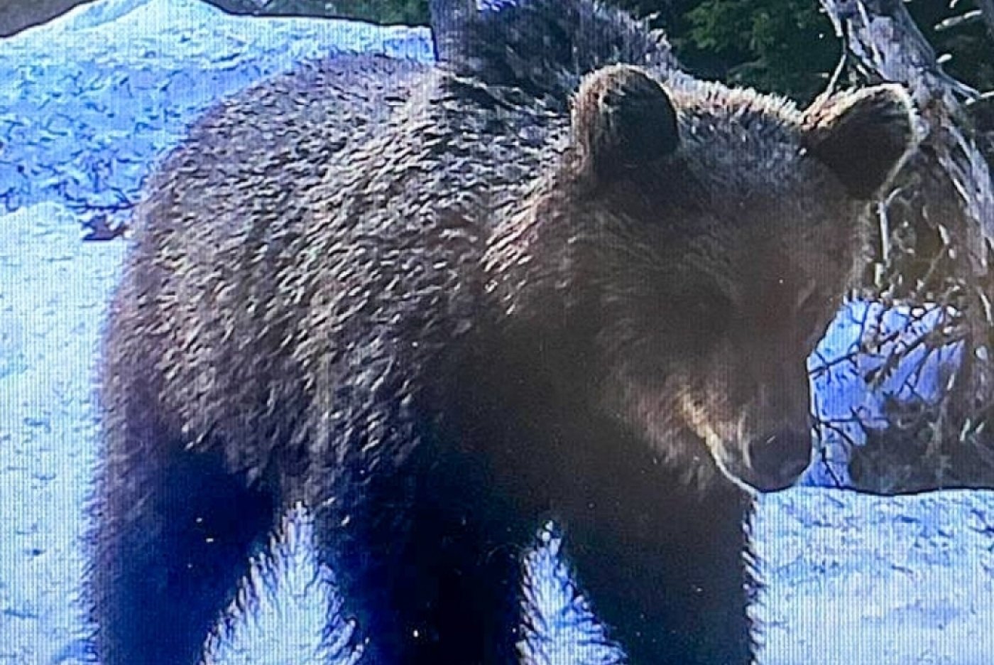 Le jeune ours a été surpris par un piège photographique dans le Parc national suisse, alors qu'il y cheminait tranquillement. Il se trouverait actuellement en Basse-engadine. Parc national suisse