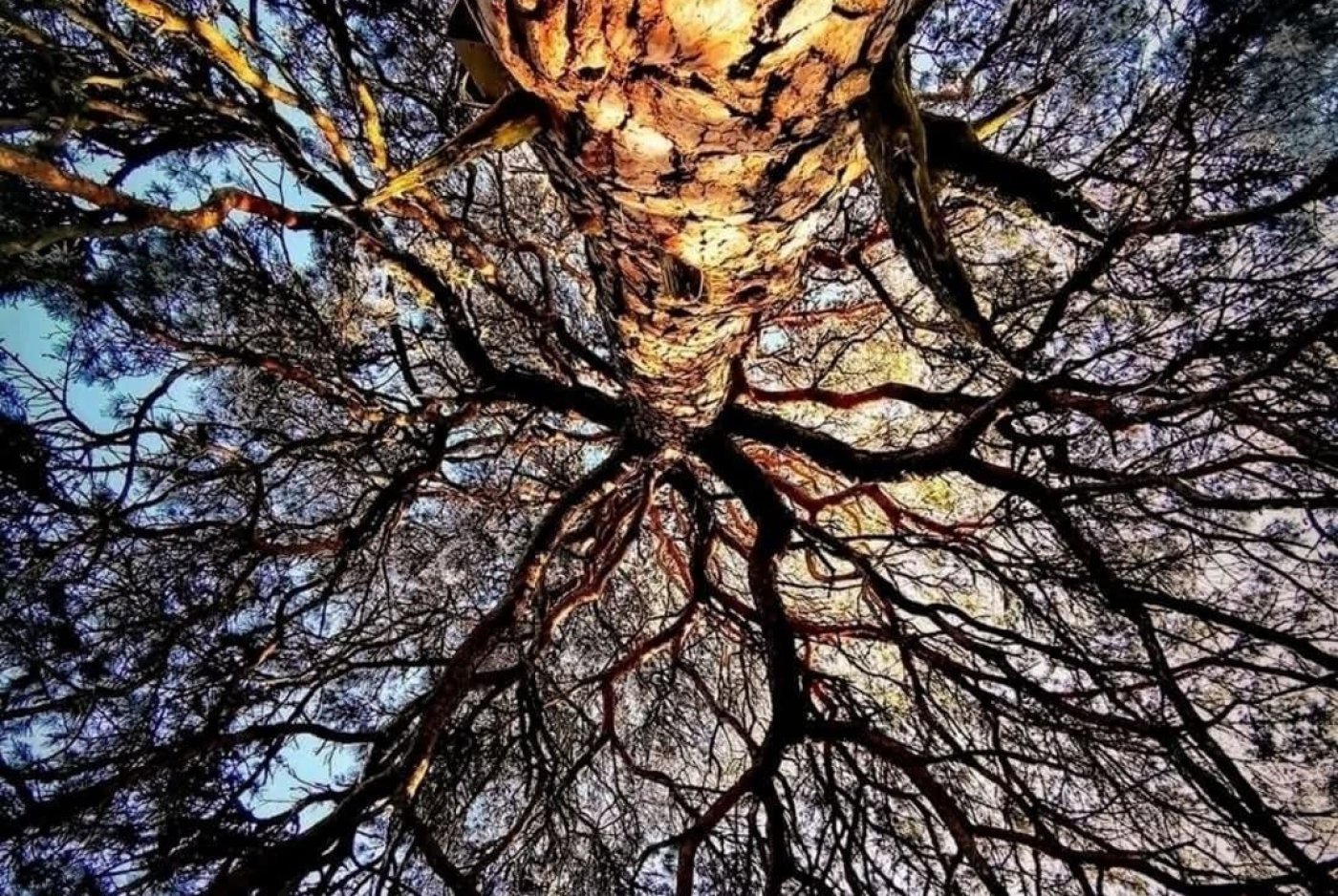 Nicole Vuille-Hulmann, exposition Nos amis les arbres à la Vieille église Saint-Barthélémy à Courrendlin du 24.4.2026 au 10.5.2026.