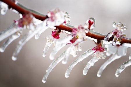 Water is sprayed in apricot orchards to protect blooming buds with a thin layer of ice, in the middle of the Swiss Alps, in Martigny, Canton of Valais, Switzerland, Friday, April 5, 2019. With an unusually low temperature forecast for the season, fruit growers try to protect their buds from frost damage with two different means, icy water or large candles. (KEYSTONE/Valentin Flauraud)