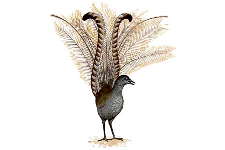 LQJ_260424_WEB_Patois_BC oiseau lyre