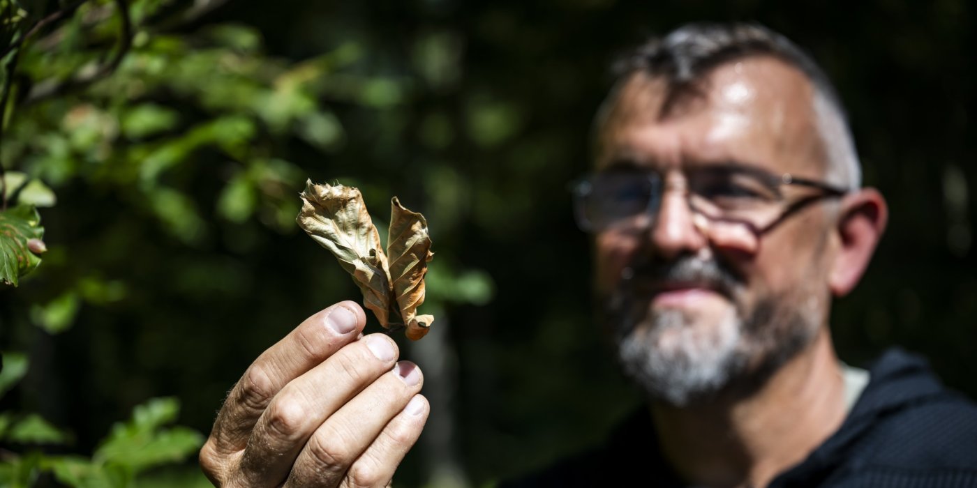 Eric Wuillemin, collaborateur scientifique a l'Office jurassien de l'environnement, montre une feuille de hêtre jaunie, dans une foret au Mont-de-Cœuve.