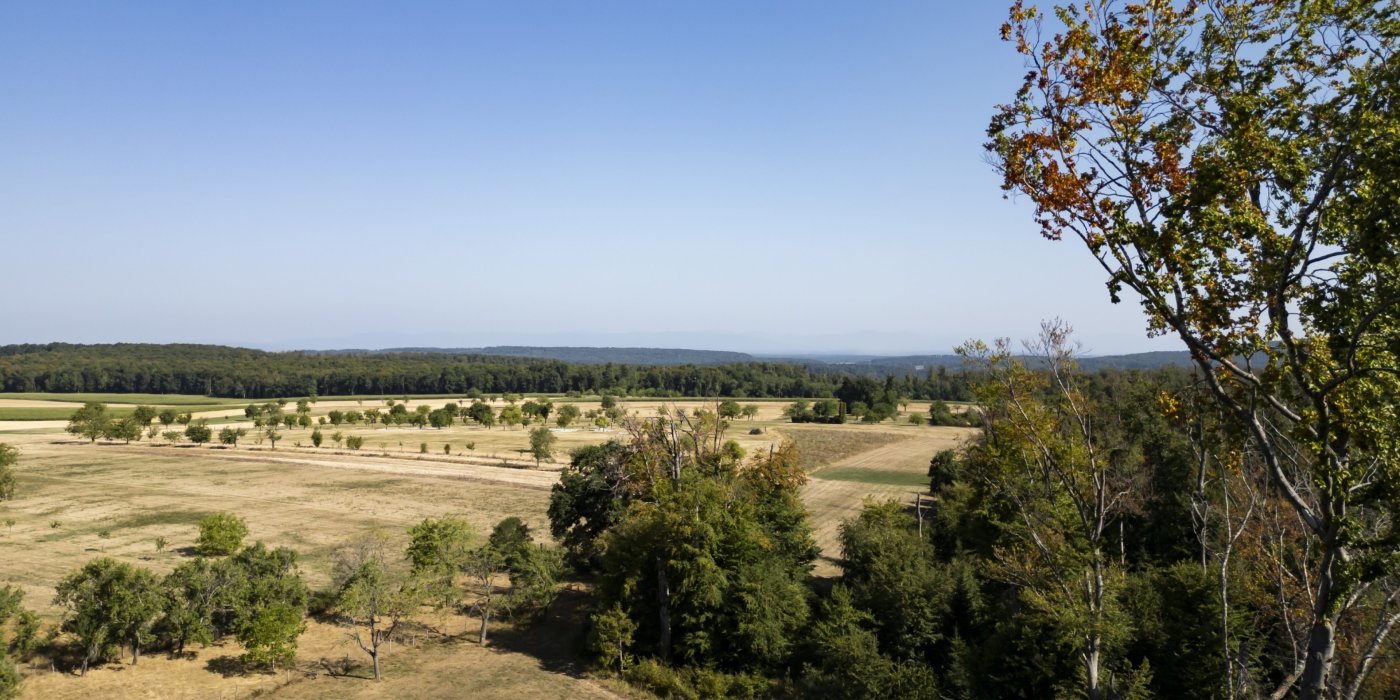 Une vue aerienne d'une foret de hetres au Mont-de-Coeuve dont certains possedent une couronne seche, une cime brulee et des branches nues le mercredi 29 juillet 2026 a Coeuve dans le canton du Jura. La foret jurassienne souffre particulierement de la secheresse. Deja fragilise par une succession d'etes secs, le hetre deperit dans les endroits exposes. Un autre danger lie a ces conditions meteorologiques menace la foret, le developpement du bostryche. (KEYSTONE/Jean-Christophe Bott)