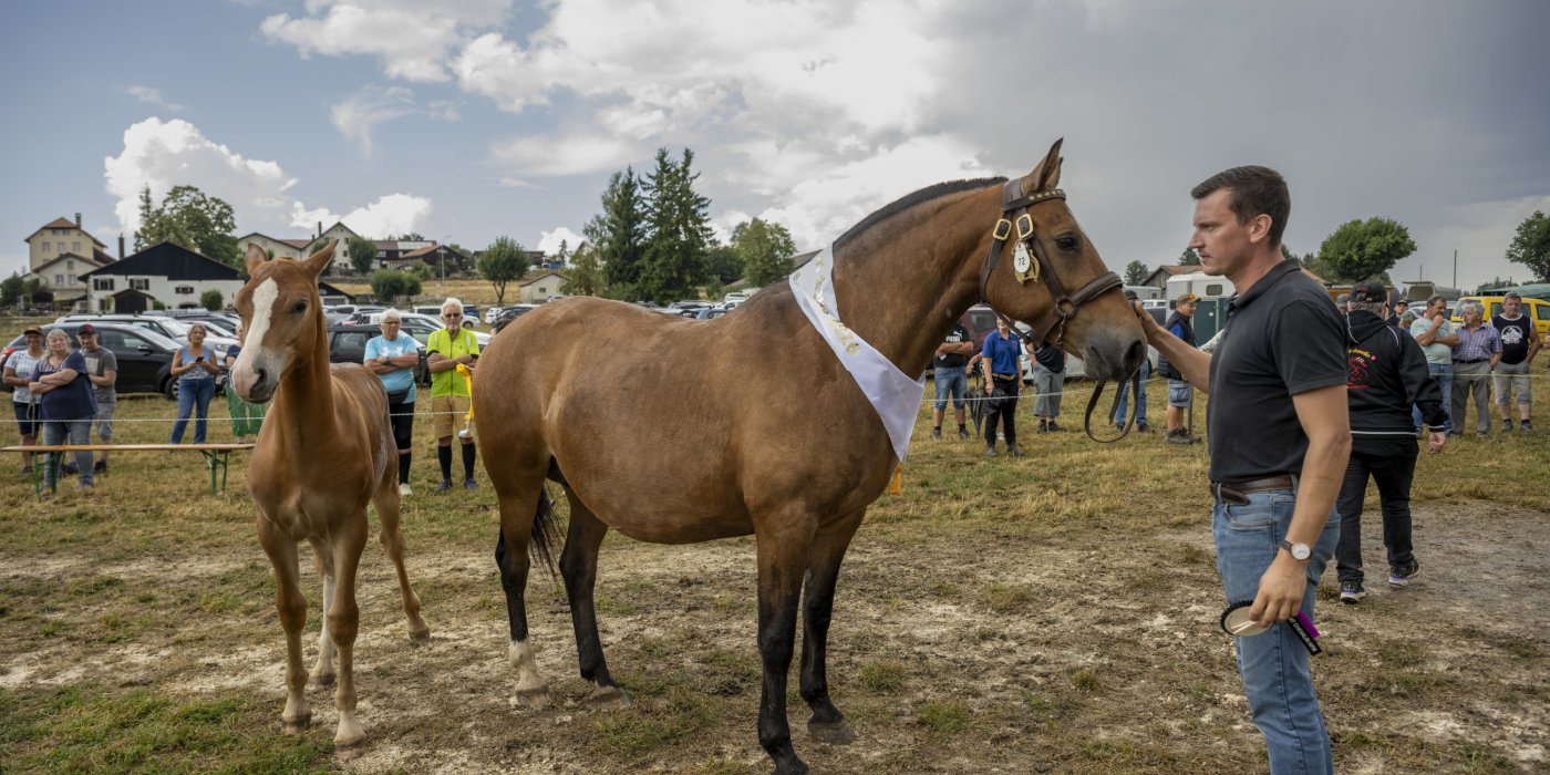 Syndicat HPM et championnat poulains aux Breuleux. Le champion N°1 des poulains.Photos Olivier Noaillon