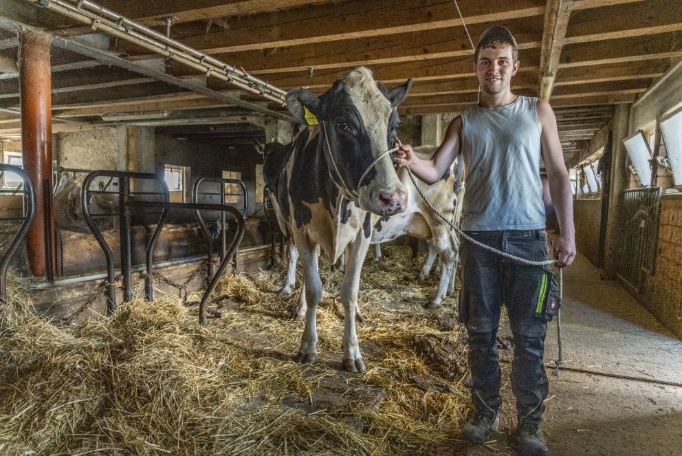 Damien Ackermann présentera "Galaxie", génisse portante, au Marché-Concours bovin. Photo Olivier Noaillon