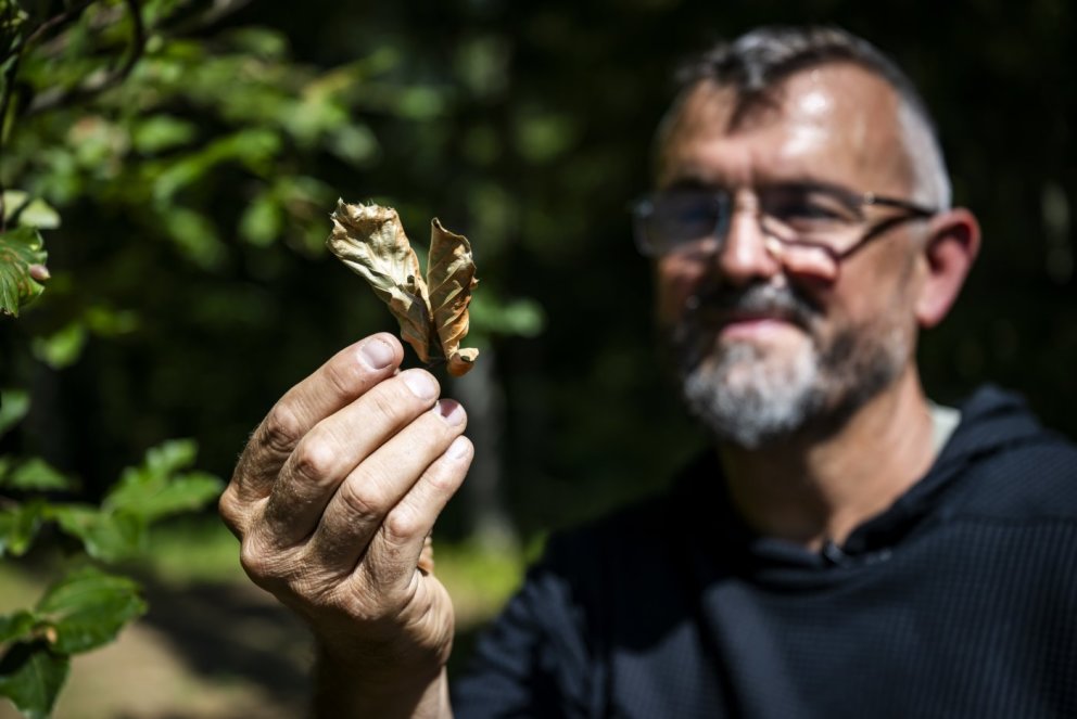 Eric Wuillemin, collaborateur scientifique a l'Office jurassien de l'environnement, montre une feuille de hêtre jaunie, dans une foret au Mont-de-Cœuve.
