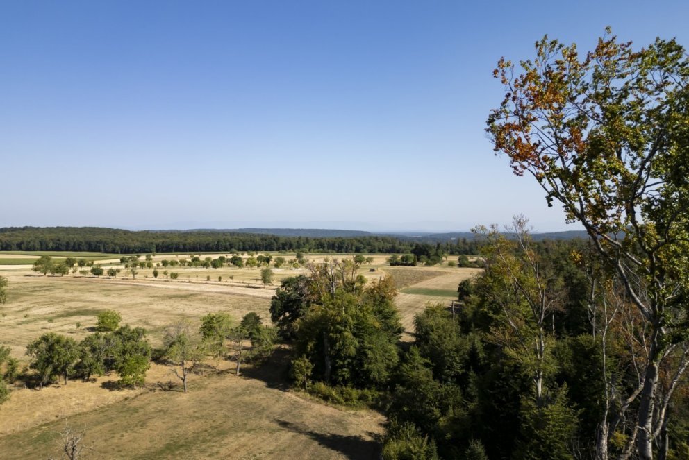 Une vue aerienne d'une foret de hetres au Mont-de-Coeuve dont certains possedent une couronne seche, une cime brulee et des branches nues le mercredi 29 juillet 2026 a Coeuve dans le canton du Jura. La foret jurassienne souffre particulierement de la secheresse. Deja fragilise par une succession d'etes secs, le hetre deperit dans les endroits exposes. Un autre danger lie a ces conditions meteorologiques menace la foret, le developpement du bostryche. (KEYSTONE/Jean-Christophe Bott)
