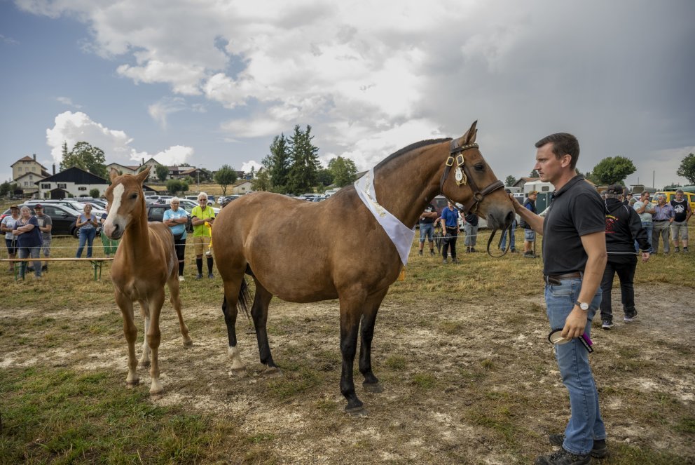 Syndicat HPM et championnat poulains aux Breuleux. Le champion N°1 des poulains.Photos Olivier Noaillon