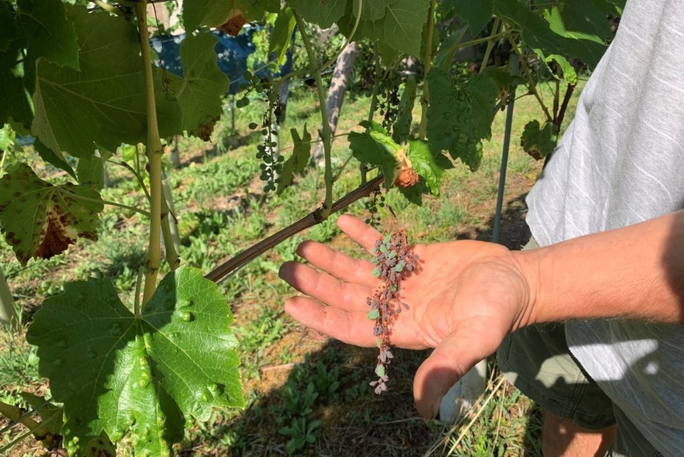 Un mois d'été aura suffi pour assécher certaines grappes.