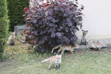 Une famille de renards, avec 8-9 renardeaux, a élu domicile dans le jardin d'une maison en haut de la ville de Delémont.